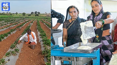 Strawberry Farming