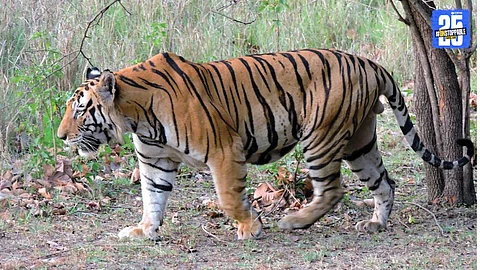 Chhattisgarh Wildlife