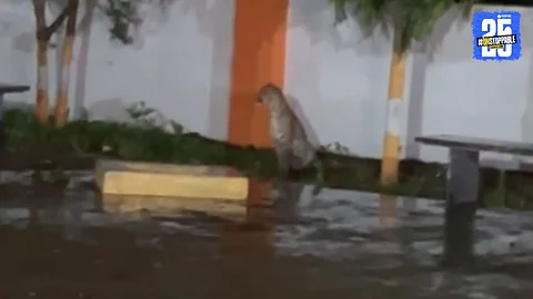 Leopard Sighting