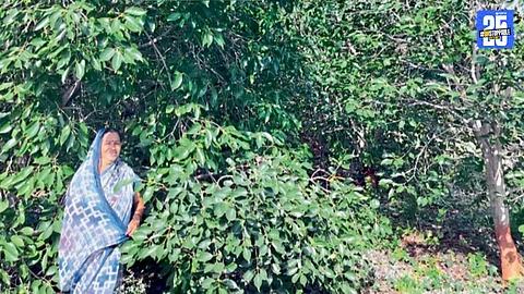 Natural Farming