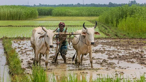 Farmer ID