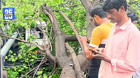 Uprooted tree damages vehicles near Islampur Tehsil; locals flee in panic after loud crash.