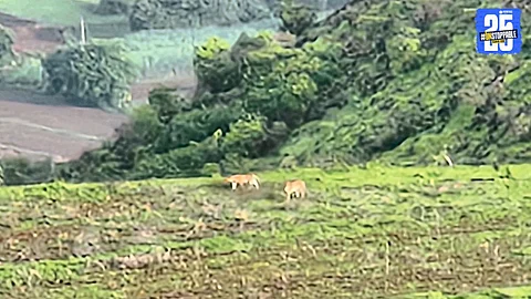 Leopard and cub seen roaming freely near trekkers in Dhuloba Hills, Gharewadi — a rare and thrilling wildlife moment.