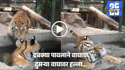 Tiger Viral Video: