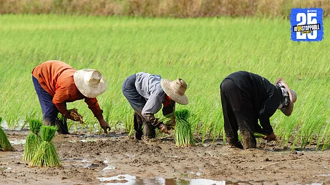 Group Farming
