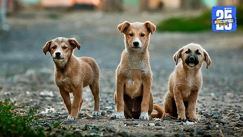 Heartwarming Dog Rescue Story from Nagpur
