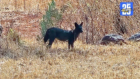 Rare wild dog (Dhole) captured in Sahyadri Tiger Reserve—first documented sighting since 1936