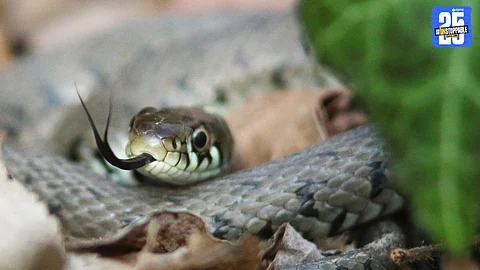 Snakebite Tragedy