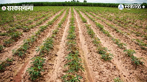 Kharif sowing Maharashtra