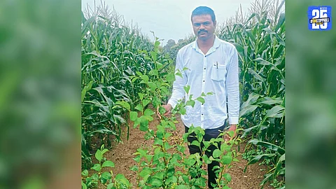 Farming Success