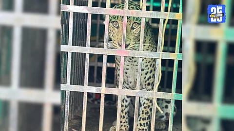 Leopard Rescue