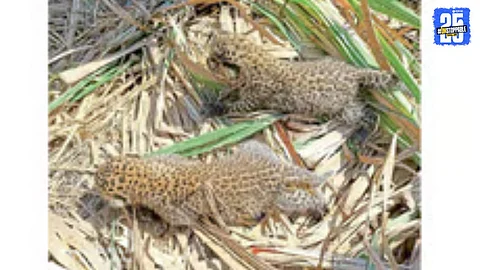 Leopard cub spotted in sugarcane field — forest officials and villagers remain alert to possible presence of the mother.