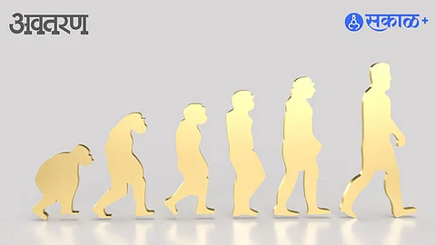 Human Evolution