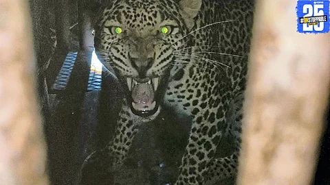Forest department traps leopard in Shirsagaon after years of fear among villagers.