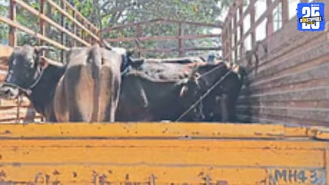 Major Operation by Aundh Police: Cattle Worth ₹8 Lakh Seized