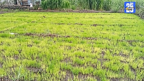 Paddy Seedlings Turn Yellow Amid Weather Fluctuations; Growth Stunted