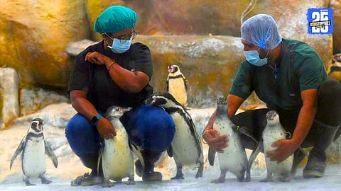 Mumbai : पेंग्विन्सवर ५ वर्षात २६ कोटी खर्च, तर राणीच्या बागेच्या देखभालीसाठी १०५ कोटी; नेमकं काय केलं?