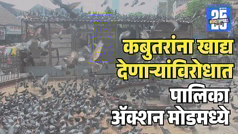 BMC action mode against pigeons feeding