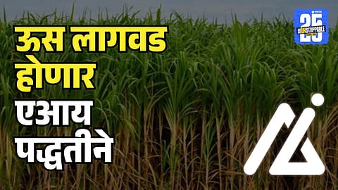 AI Technology on sugarcane cultivation