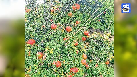 Beed Agricultural Crime