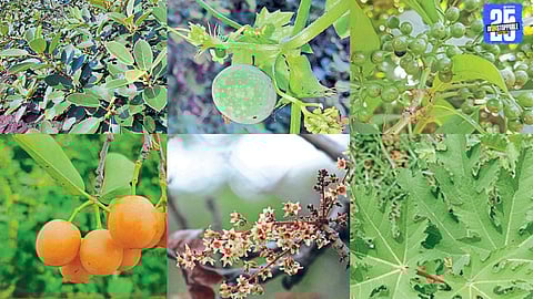 Marathwada Biodiversity