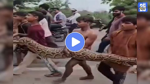 Video Villagers make reels with 15 foot python