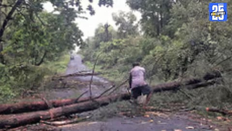 One of the 150 trees collapsed in Kolhapur city during monsoon rains, damaging vehicles and property.