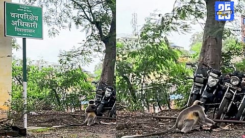 Man Shelters Orphaned Monkey Overnight; Nature Completes the Circle by Dawn