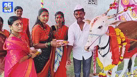 Waki village: Phalke family honors pregnant cow with traditional Dohale Jevan; women fill the 'Oti' with devotion and villagers join in the pangat.