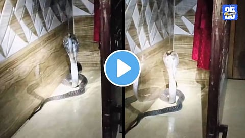 Viral Video Terrifying king cobra found home in Uttar Pradesh