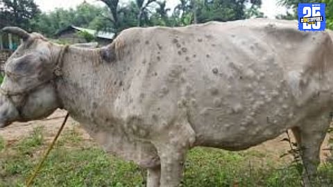 Veterinary officials inspecting cattle in Solapur district amid rising Lumpy Skin Disease cases.