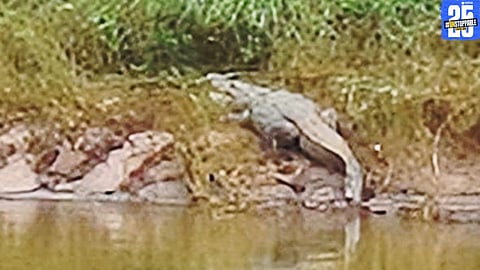 Crocodile enters Koyna river near Karad after heavy rains; locals on alert amid rising curiosity and fear