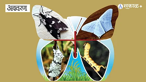 Moth Conservation