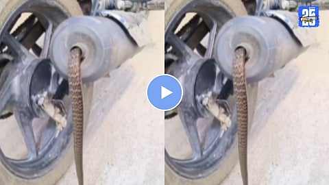 Snake found in bike silencer viral video