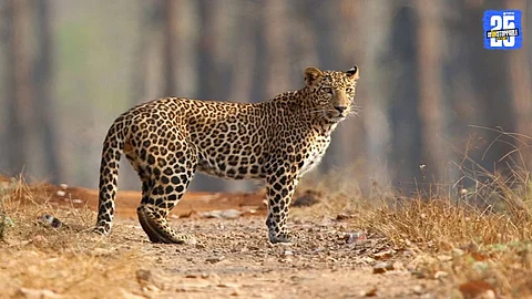 Wildlife India