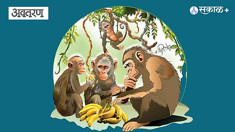 Monkey behavior