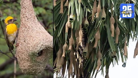 Sugaranicha Khopa