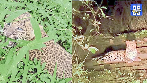 Leopard Cubs