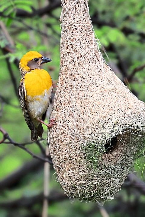 अरे खोप्यामधी खोपा सुगरणीचा चांगला