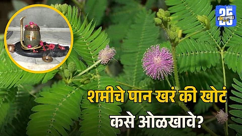 Differences Between Real and Fake Shami Leaves