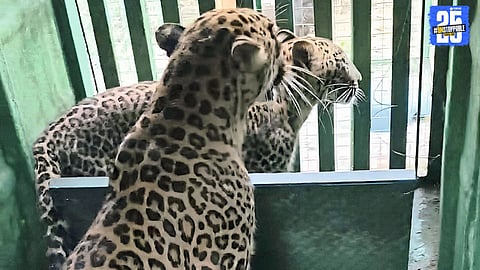 Forest department captures leopard with cub in Pimpalgaon Turk; villagers relieved.