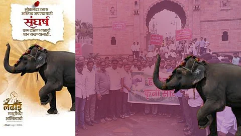 Nandani Elephant Controversy