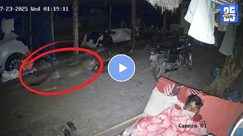 leopard attacks calf not man viral video