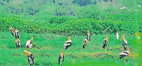 चित्रबलाक वसईच्या आश्रयस्थानी!