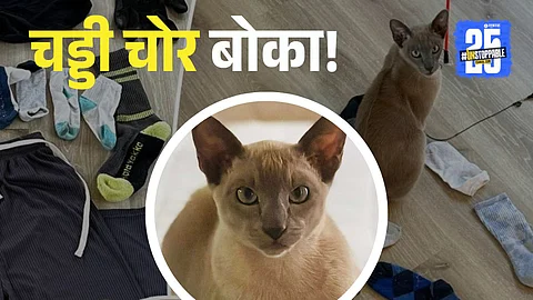 Leo the cat seen with a collection of stolen clothes including underwear, socks, and a cashmere sweater. This viral cat has become a neighborhood legend