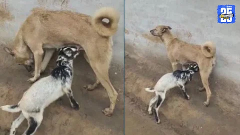 A heart-touching moment where a female dog lovingly nurses and licks an abandoned goat kid in Andhra Pradesh, symbolizing unconditional maternal care beyond species.