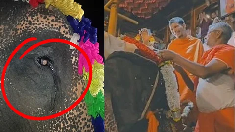 Nandani Elephant