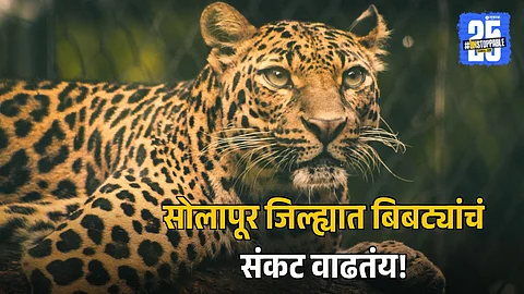 Solapur Leopard Sightings