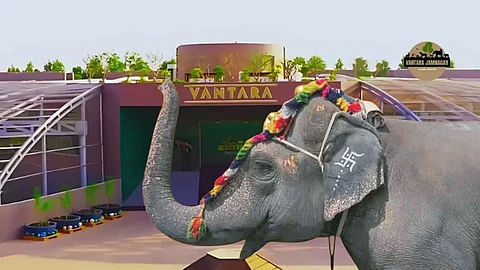 Vantara Jamnagar Elephant