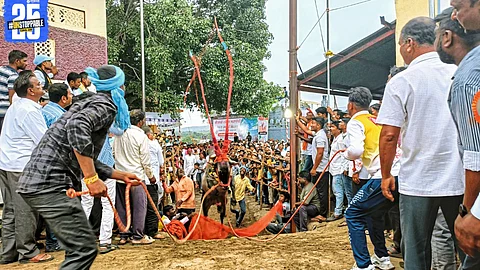 84 bulls storm the arena in Bidal’s Toran Marne contest; halgi beats and crowd cheers set the festive tone.